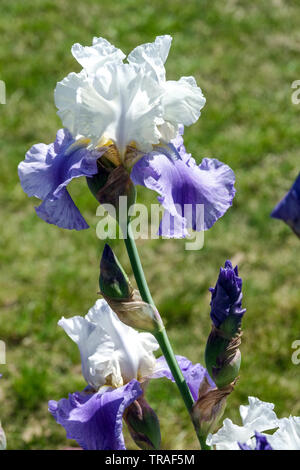 Iris blanc bleu 'Stairway to Heaven', Ilees, grande fleur d'iris barbu, Iris Barbata, belles fleurs de jardin, plante vivace Banque D'Images