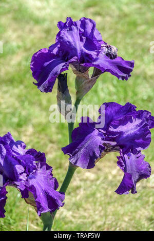 Grand fleur d'iris barbu bleu 'Thunder Mountain', Irises belles fleurs de jardin, plante vivace Banque D'Images