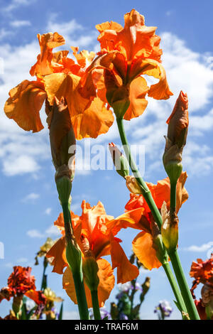 Fleur d'iris orange 'Fireside Glow' Irises, Iris à barreaux hauts, belles fleurs de jardin, plante vivace robuste, ciel bleu fleurs de mai fleurs orange Banque D'Images