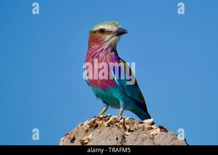 Lilac breasted roller dans Moremi Banque D'Images