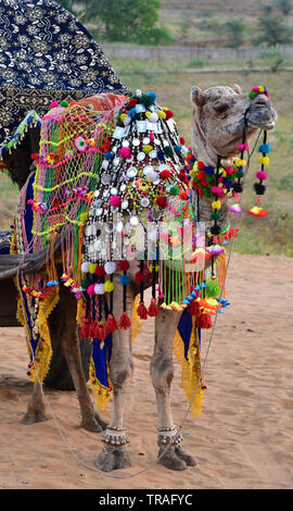 Un chameau chameau décorées à Pushkar Fair, une foire de l'élevage annuel tenu dans la ville de Pushkar, Rajasthan, Inde de l'Ouest, en Asie. Banque D'Images