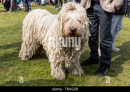 Une race de chien Komondor, shaggy dog. Banque D'Images