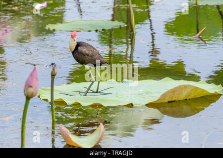 Belle Comb-crested Jacana sur feuilles flottantes, parc de Kakadu, Australie Banque D'Images