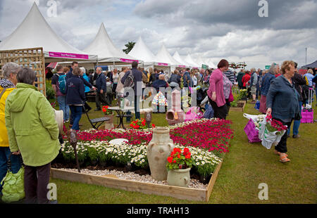 1er juin 2019, Ingliston, Édimbourg, Écosse. L'Écosse, 2019 jardinage Jardin meilleur show, médaille d'or décernée par Royal Caledonian Horticultural Society pour "Le Café Jardin" conçu par Kirsty Wilson, superviseur d'herbacées Royal Botanic Garden Edinburgh avec sa chaise suspendue section centrale. Les foules affluent sur le jardin sur un spectacle annuel plutôt nuageux Samedi pour voir les diverses pièces, voir les jardins et d'acheter des plantes directement à partir d'agriculteurs de toute l'Ecosse et le Royaume-Uni. Banque D'Images