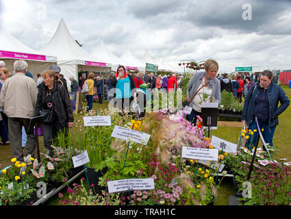 1er juin 2019, Ingliston, Édimbourg, Écosse. L'Écosse, 2019 jardinage Jardin meilleur show, médaille d'or décernée par Royal Caledonian Horticultural Society pour "Le Café Jardin" conçu par Kirsty Wilson, superviseur d'herbacées Royal Botanic Garden Edinburgh avec sa chaise suspendue section centrale. Les foules affluent sur le jardin sur un spectacle annuel plutôt nuageux Samedi pour voir les diverses pièces, voir les jardins et d'acheter des plantes directement à partir d'agriculteurs de toute l'Ecosse et le Royaume-Uni. Banque D'Images