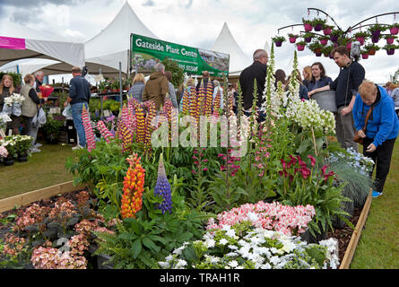 1er juin 2019, Ingliston, Édimbourg, Écosse. L'Écosse, 2019 jardinage Jardin meilleur show, médaille d'or décernée par Royal Caledonian Horticultural Society pour "Le Café Jardin" conçu par Kirsty Wilson, superviseur d'herbacées Royal Botanic Garden Edinburgh avec sa chaise suspendue section centrale. Les foules affluent sur le jardin sur un spectacle annuel plutôt nuageux Samedi pour voir les diverses pièces, voir les jardins et d'acheter des plantes directement à partir d'agriculteurs de toute l'Ecosse et le Royaume-Uni. Banque D'Images