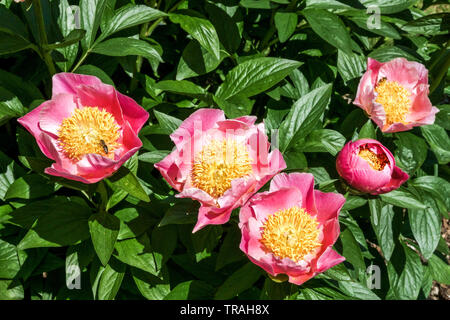 Paeonia lactiflora 'Gedenken', rose pivoine, de pivoines Banque D'Images