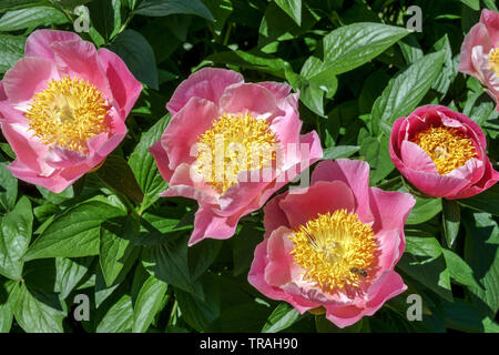 Paeonia lactiflora 'Gedenken', pivoine rose, pivoines de jardin Banque D'Images