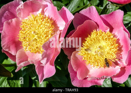 Paeonia lactiflora 'Gedenken', fleurs de pivoine rose, fleurs de pivoine et abeille en grandes fleurs Banque D'Images