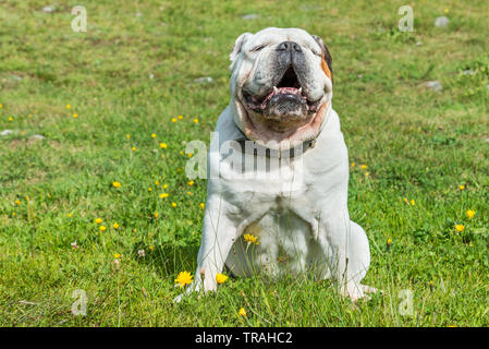 Bulldog anglais blanc assis dans un pré vert Banque D'Images