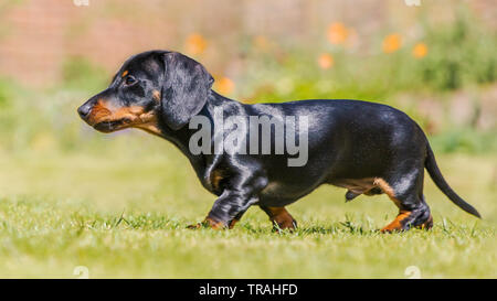 Noir et feu chiots Teckel miniature promenades le long de l'herbe sur une journée ensoleillée, son poil est soyeux et brillant. L'image est prise au niveau du sol. Banque D'Images