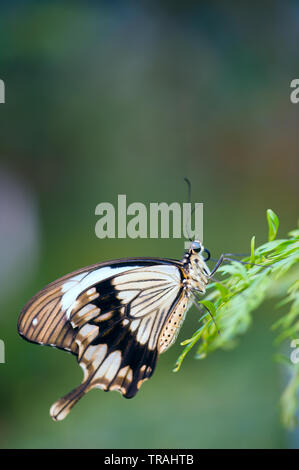 Moqueur Swallowtail Butterfly (Papilio dardanus) également appelé Porte-queue de l'Afrique reposant sur des feuilles de plantes. Banque D'Images