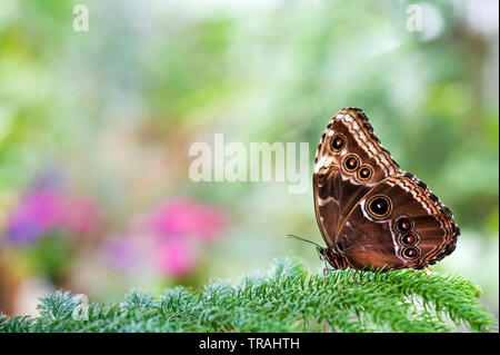 Papillon Bleu Morpho Peleides Morpho peleides () reposant sur des feuilles d'Araucaria Banque D'Images