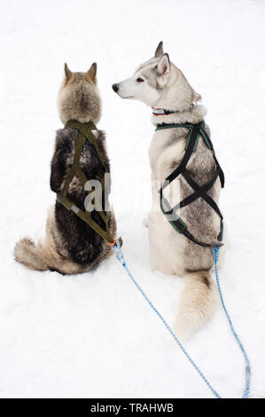 Traîneau à chiens assis dans la neige et en attente d'exécution. Banque D'Images