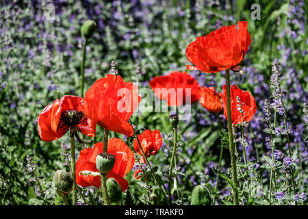 Pavot d'Orient, Rouge pavot orientale, Oriental poppies, Nepeta fleur lit Banque D'Images