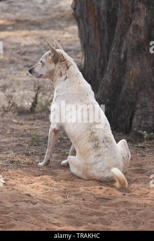 Chien sur plage à Palolem, Goa, Inde Banque D'Images