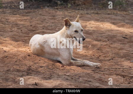 Chien sur plage à Palolem, Goa, Inde Banque D'Images