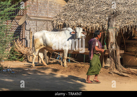 La vie dans le village : man walking and cow Banque D'Images