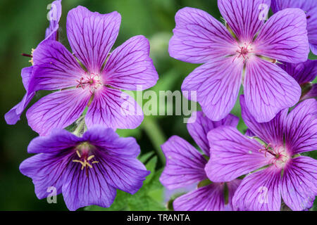 Géraniums de canneberges violettes Rosemoor Hardy géraniums Banque D'Images