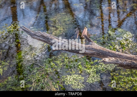 Vue détaillée d'une branche cassée et arbres réflexion sur la rivière de l'eau avec des algues et de la végétation aquatique, Portugal Banque D'Images