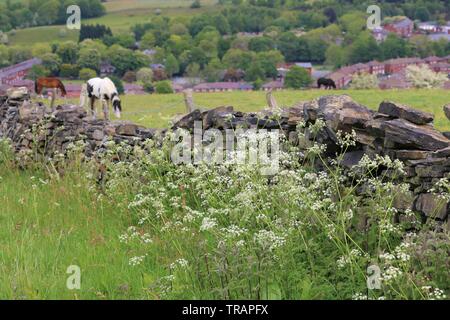 La vie sauvage et des paysages de Milnrow et Rutland Banque D'Images