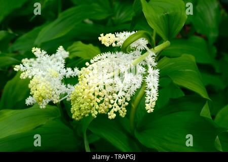 Maianthemum racemosum faux nard American spikenard fleurs en forme de petites étoiles Banque D'Images