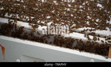 Les abeilles travailleuses sur un châssis. Fumeurs la ruche calme les abeilles pour que leur ruche peut être examiné beeking urbain est devenu beaucoup plus populaire ces dernières années. Banque D'Images