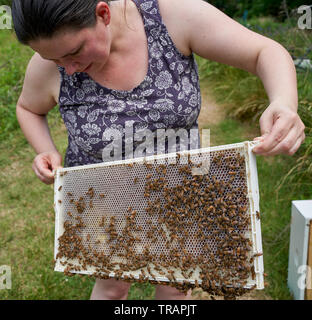 Un apiculteur de basse-cour nous tend un cadre pendant une inspection de la ruche. Beeking urbain est devenu beaucoup plus populaire ces dernières années. Banque D'Images