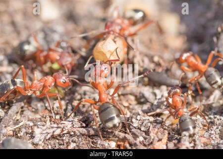 Rendre esclave rouge-sang (fourmis Formica sanguinea) piller un autre nid de fourmis. Surrey, UK. Banque D'Images