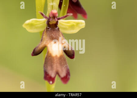 Ophrys insectifera Fly orchid (absent) avec les pollinies. Surrey, UK. Banque D'Images