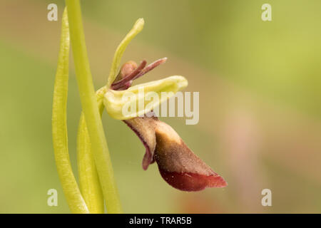 Ophrys insectifera Fly orchid (absent) avec les pollinies. Surrey, UK. Banque D'Images