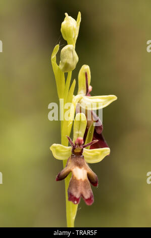 Ophrys insectifera Fly orchid (absent) avec les pollinies. Surrey, UK. Banque D'Images