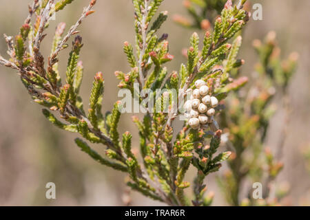 Fox Moth (Macrothylacia rubi) oeufs pondus sur la bruyère. Surrey, UK. Banque D'Images