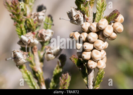 Fox Moth (Macrothylacia rubi) oeufs pondus sur la bruyère. Surrey, UK. Banque D'Images
