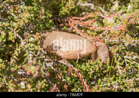 Fox Moth (Macrothylacia rubi) cocoon trouvés sur la lande. Surrey, UK. Banque D'Images
