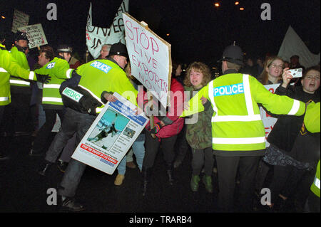 1995 - Exportation de protestations de veau à Millbay Docks à Plymouth, Devon, Angleterre. Banque D'Images