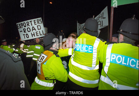 1995 - Exportation de protestations de veau à Millbay Docks à Plymouth, Devon, Angleterre. Banque D'Images