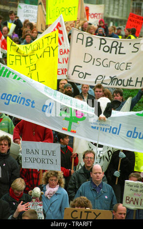 1995 - Exportation de protestations de veau dans le centre-ville de Plymouth, Devon, Angleterre. Banque D'Images