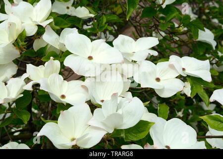 Cornus canadensis cornouiller cornouiller grimpant Banque D'Images