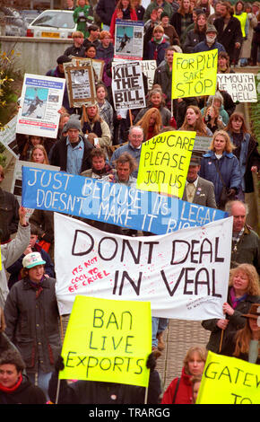 1995 - Exportation de protestations de veau dans le centre-ville de Plymouth, Devon, Angleterre. Banque D'Images