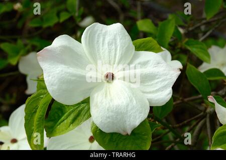 Cornus canadensis cornouiller cornouiller grimpant Banque D'Images