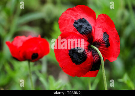 Papaver commutatum 'Ladybird', petite fleur rouge coquelicot, coquelicot Banque D'Images