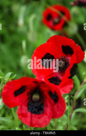 Papaver commutatum 'Ladybird', petite fleur rouge coquelicot, coquelicot Banque D'Images