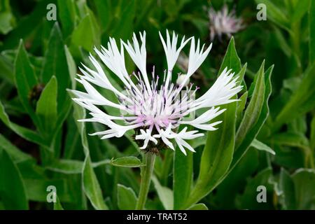 Centaurea Montana Alba vivace fleurs de lys blanc centaurée de montagne Banque D'Images