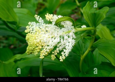 Maianthemum racemosum faux nard American spikenard fleurs en forme de petites étoiles Banque D'Images