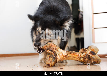 Finnish Lapphund mâcher un gros os. Banque D'Images