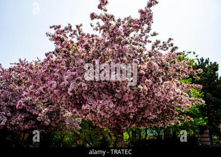 Fleur arbre rose qui fleurit au printemps à Toronto Banque D'Images