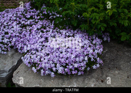 Petites fleurs violettes au printemps en fleurs Banque D'Images