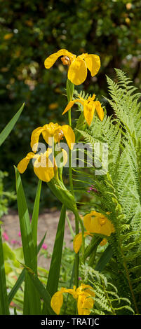 Drapeau jaune, Iris pseudacorus plante étang Banque D'Images