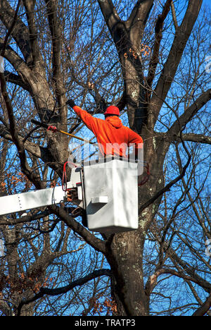 Travailleur de l'arbre (branches d'élagage) arboriculteur avec tronçonneuse sécateur Pôle Banque D'Images